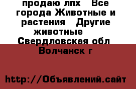 продаю лпх - Все города Животные и растения » Другие животные   . Свердловская обл.,Волчанск г.